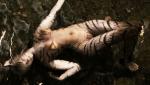 post-93414-13597879782374_thumb.jpg