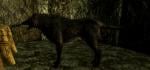 wolf.jpg