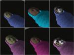 post-148698-0-50486400-1384445336_thumb.jpg