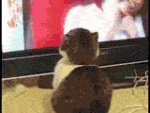 post-403376-0-30020200-1419911188_thumb.gif