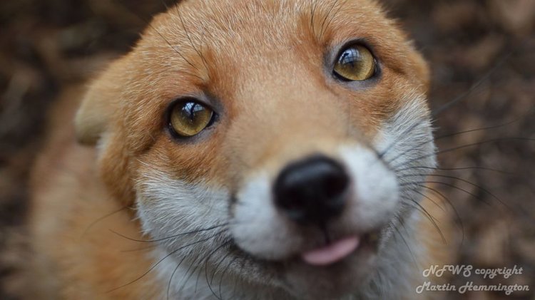 ht_pudding_the_fox_03_mt_140821_16x9_992.thumb.jpg.17671c9929892c66c0e846a2a6e6c302.jpg