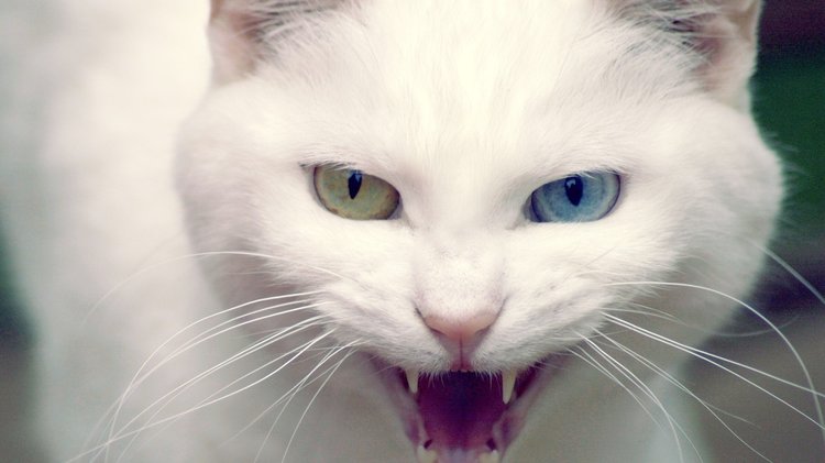 White-Cat-Hissing-Desktop-Wallpaper.thumb.jpg.04d6de64ce76ffba46cc56d380defb50.jpg