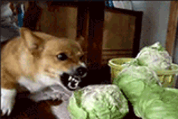 gSawZKo.gif.e3b7ed0fb044d0b4f2fb8c4241a57ec1.gif