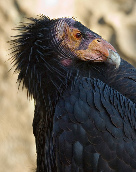 473px-California-Condor3-Szmurlo_edit.jpg.52ee26a033a7244f48978db02b16c1cd.jpg
