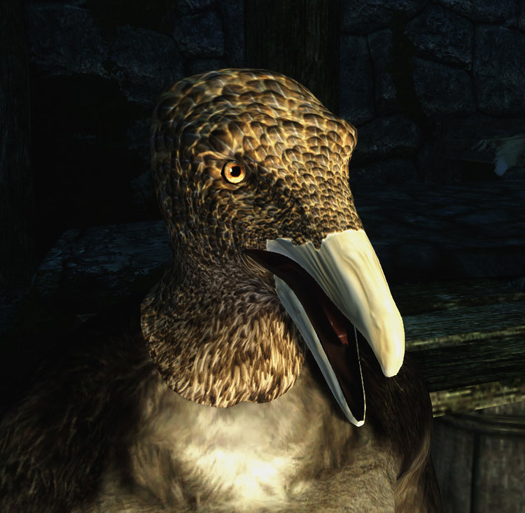 Hoopoe 1.jpg