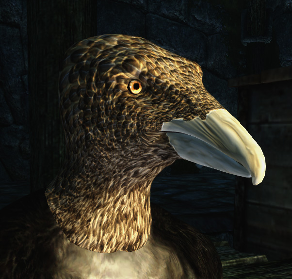 Hoopoe 2.jpg