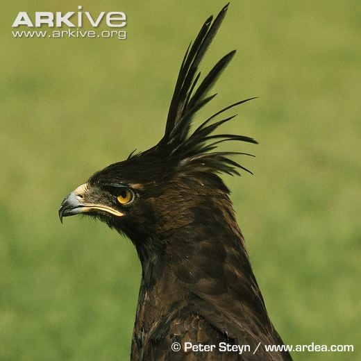 Long-crested-eagle-portrait-crest-erect.jpg.1259de09c7538df98decb2281a8add5e.jpg