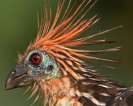 hoatzin-bird-head.jpg.7db4aa39b514f5ffb99cab527a2507d2.jpg