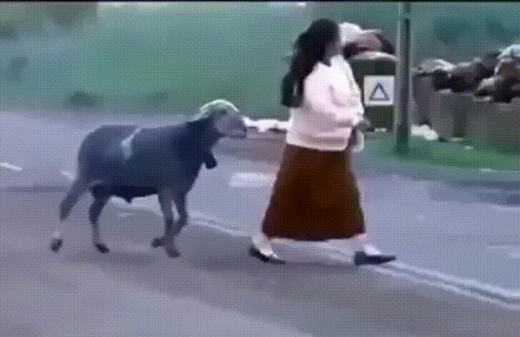 2OAWGMZH.gif.aa7d9767f5b56e4126465d2398f4e392.gif
