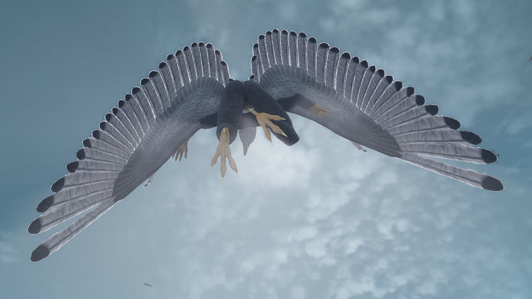 Seagull 4.jpg
