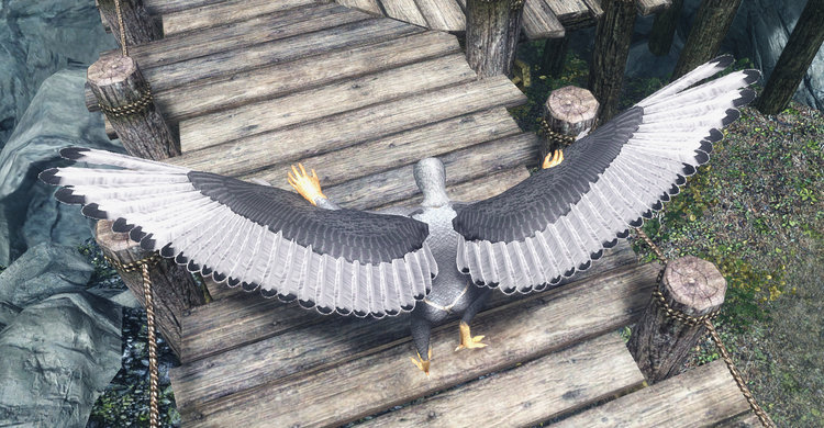 Seagull 1.jpg