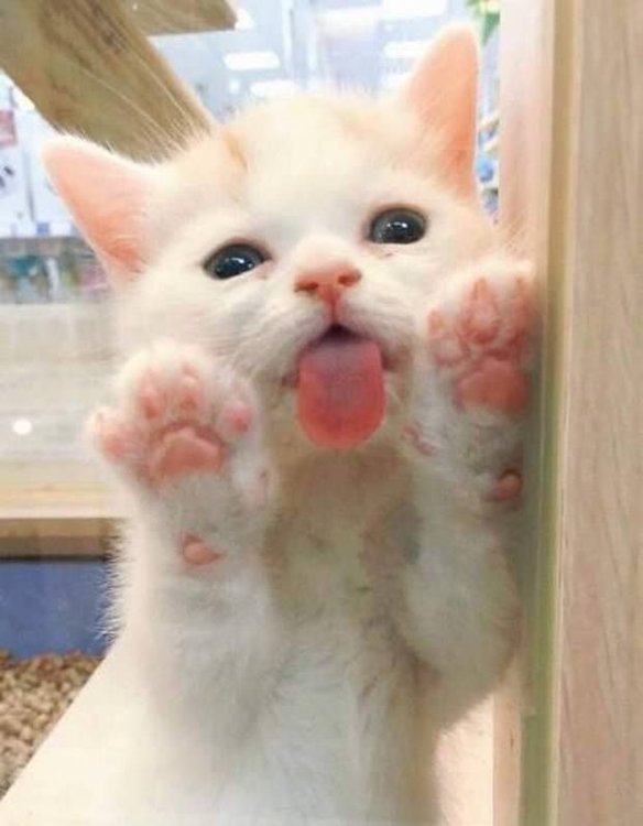 baf53e2acfe43df23549eb865d9270f0--cats-humor-funny-cats.jpg
