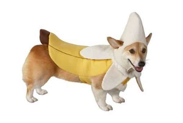 target_BananaDog.jpg.5ede5b568da2aa4a8844d4fa6792ef23.jpg
