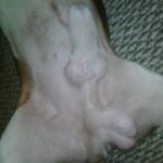 bulbo-penis-prepucio-150x150.jpg.1f7e7bb74f5010d7f95cb2470d2a4e0c.jpg