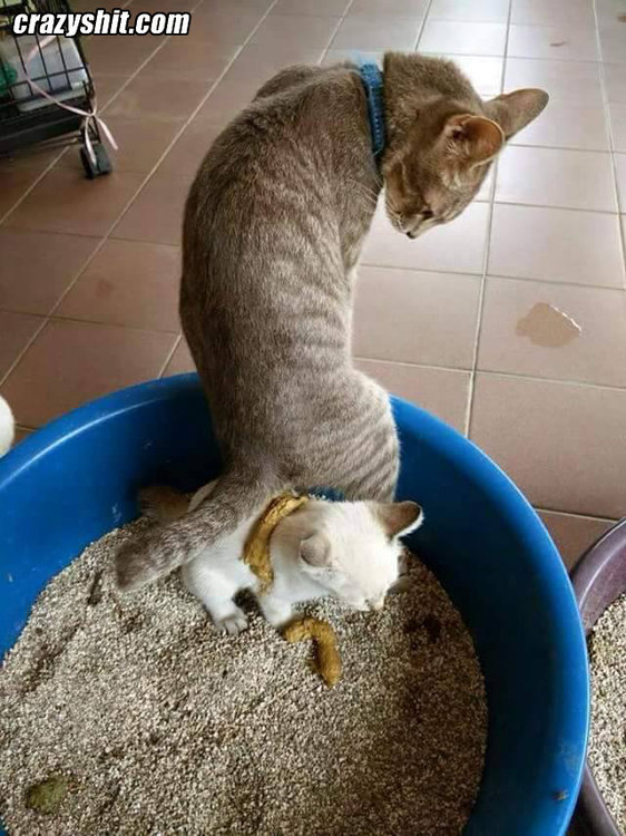 10-s-cat-porn.jpg