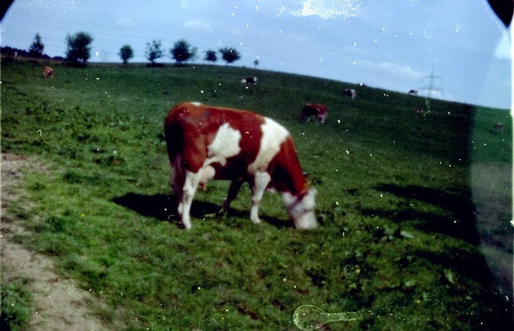 loveKrowe.jpg