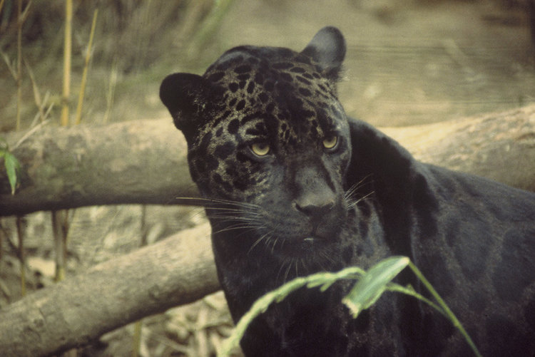 1040327372_browncoloredshapedBlackJaguar.thumb.jpg.b90ee2eee9d69a8c6a3aa38047e9ce6b.jpg