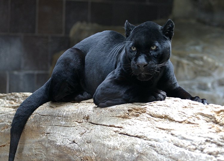 121293423_BluegrayBlackJaguar.thumb.jpg.8612c552d600311626e1850cb5f4a763.jpg