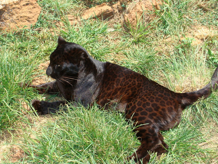1397030173_browncoloredshapedBlackleopard.thumb.JPG.684c6082a03b3fdbbe60f71ac623630f.JPG