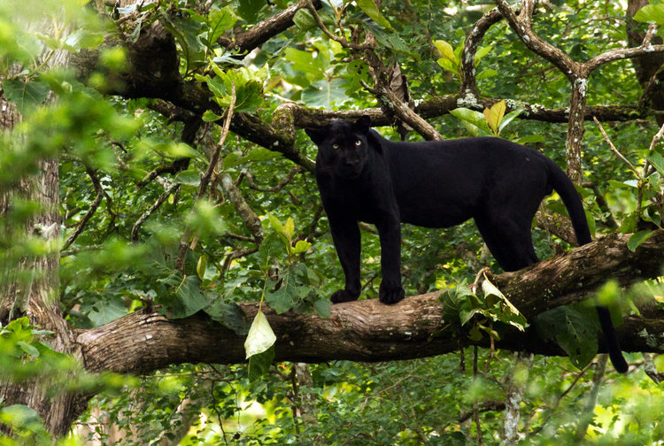 193826461_BlackPantherIndia.thumb.jpg.9ce9af2e38b84574a847fe2751374542.jpg