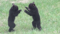 200w.gif.56dc51699198545f5230c1d3e968b87d.gif