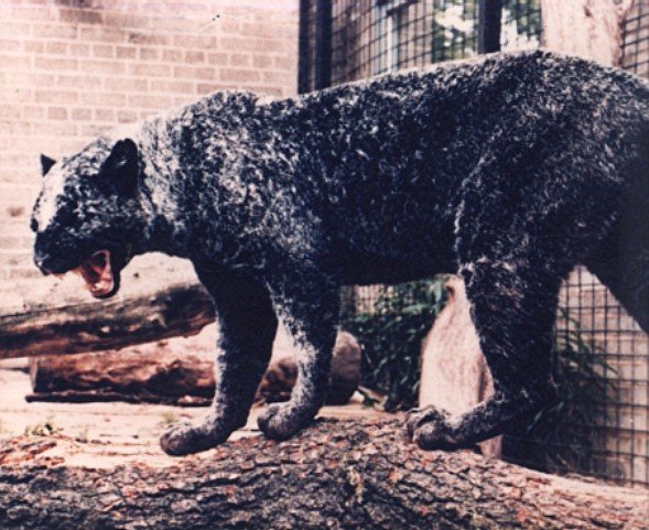 807948529_CobwebPanther.jpg.ef9e5e917f56f17c11e90d2adca1ceb5.jpg
