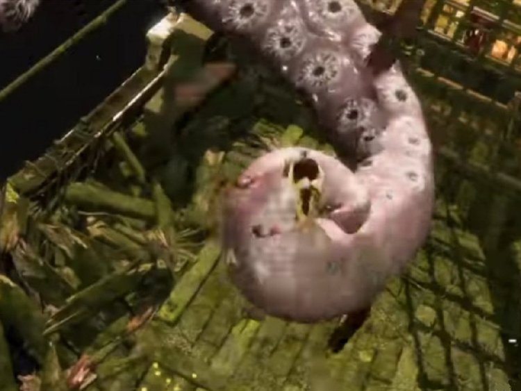 octopus1.thumb.jpg.688f180c93d5d1ba34b8c35d95021afa.jpg