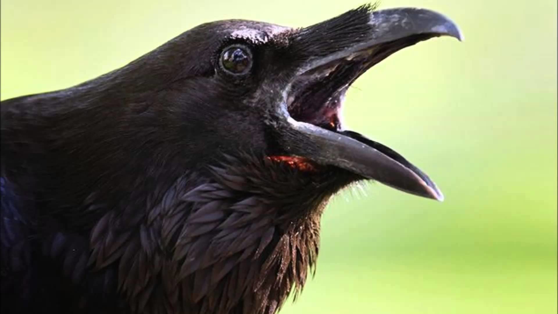 angry.jpg.8241c2c0f77262f48ee76a2a4b884598.jpg
