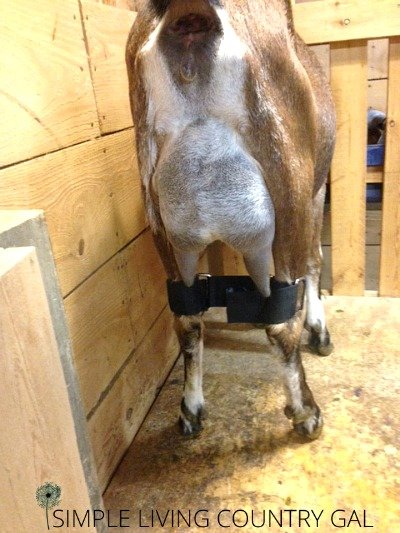 goat-hobbles-4.jpg.a981d612c8c53f96ceb1a9b52e2a8f47.jpg