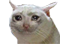 482272642561212416.png.2179575569d9e4cd3b1fe6572408f3bb.png