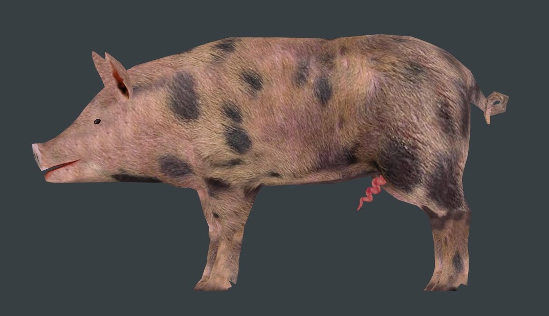 pig.jpg