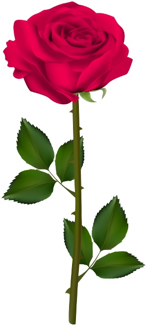 762862566_Transparent_Red_Rose_PNG_Picture(1).png.62609065ccb1cd6b991129a3c396b222.png