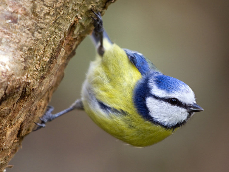 bluetit768.jpg.8ff2e59ca493685ade0d9aba5969a02f.jpg