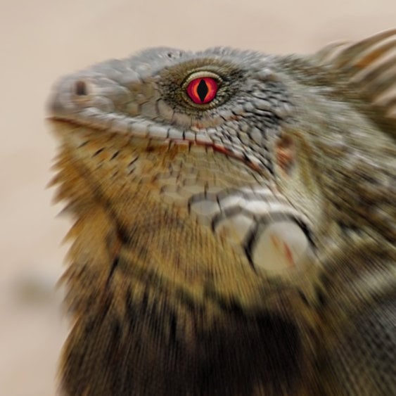394025484_iguana(2).jpg.5ca896d63145b8df2d1b5bb1481dde7f.jpg