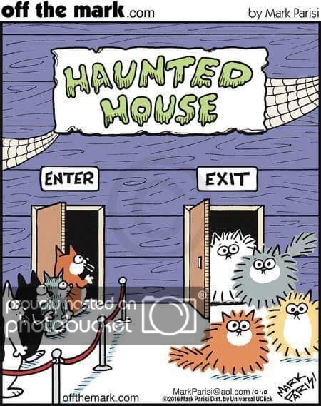 571158873_hauntedcats.jpg.11d9a8fd3bd718e1d27bdab43a2c9a8a.jpg