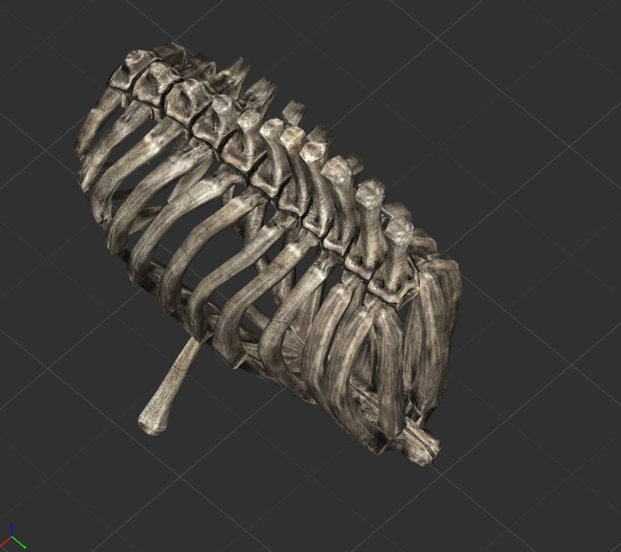ribCAGE.JPG