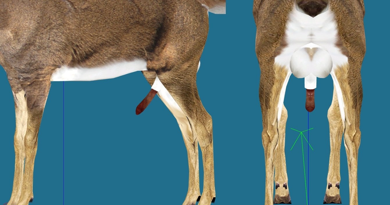 deer.jpg