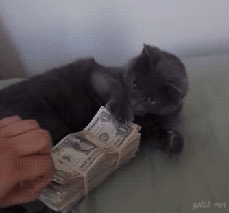 gato-edinheiro.gif.89baec448f2d62673b407d3eab248d4f.gif