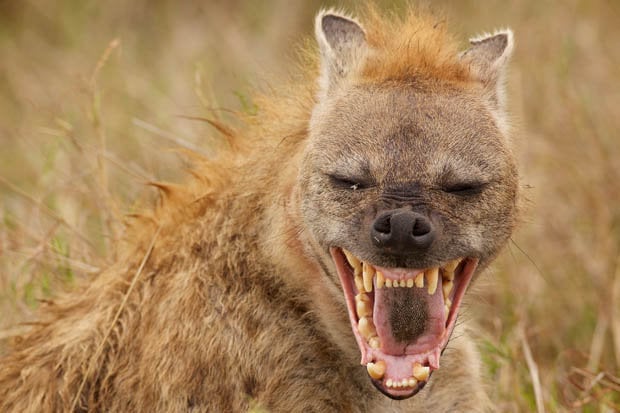 Chamangeni_Zulu_penis_genitals_eaten_toes-372420.jpg.a1418b558f962ea640702fb1f4be42a7.jpg