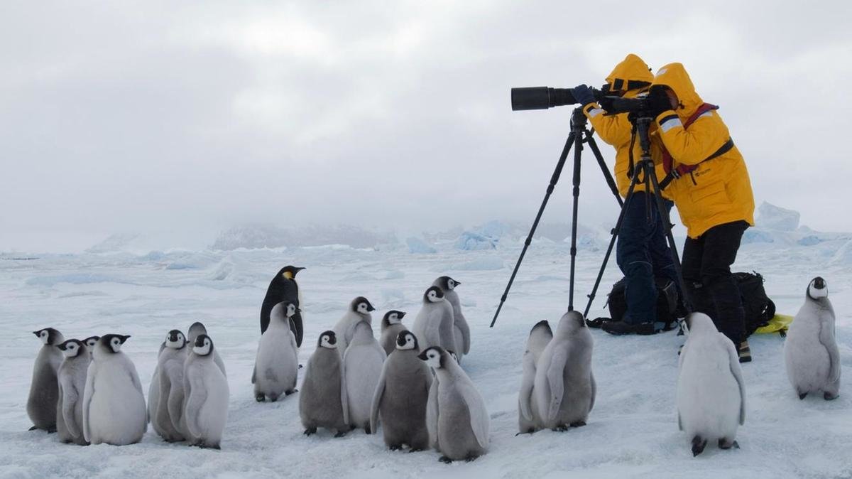 tr14-jan-penguindisease.jpg.e8aa097ae826a1c3ab9e524e6c1ced23.jpg