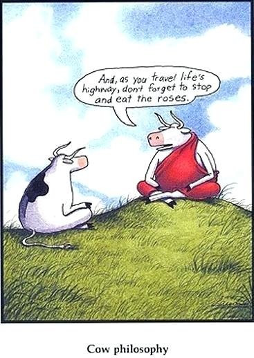 the-far-side-cows-from-popular-the-far-side-cartoons-cow-skin-side-table-far-side-cows-standing.jpg.ab693aaf5e77ce9da0b7f444eb5a48e1.jpg