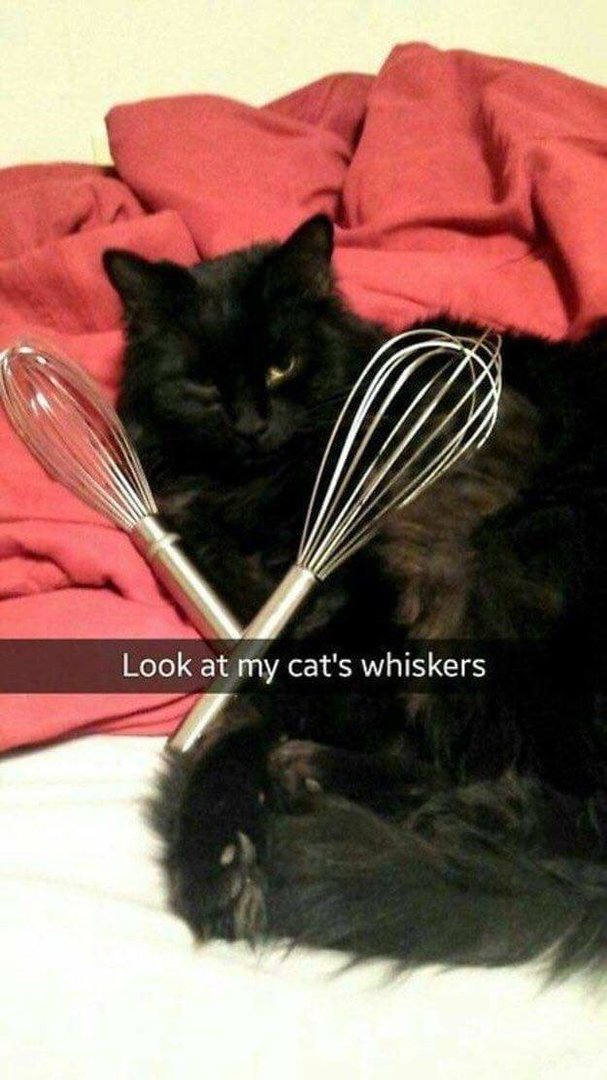 Cats wiskers.jpg