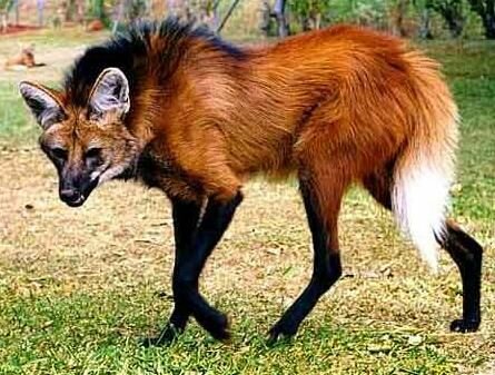 1196966499_Manedwolf.jpg.eabcf11936749e5619940b3dcdc25ff5.jpg