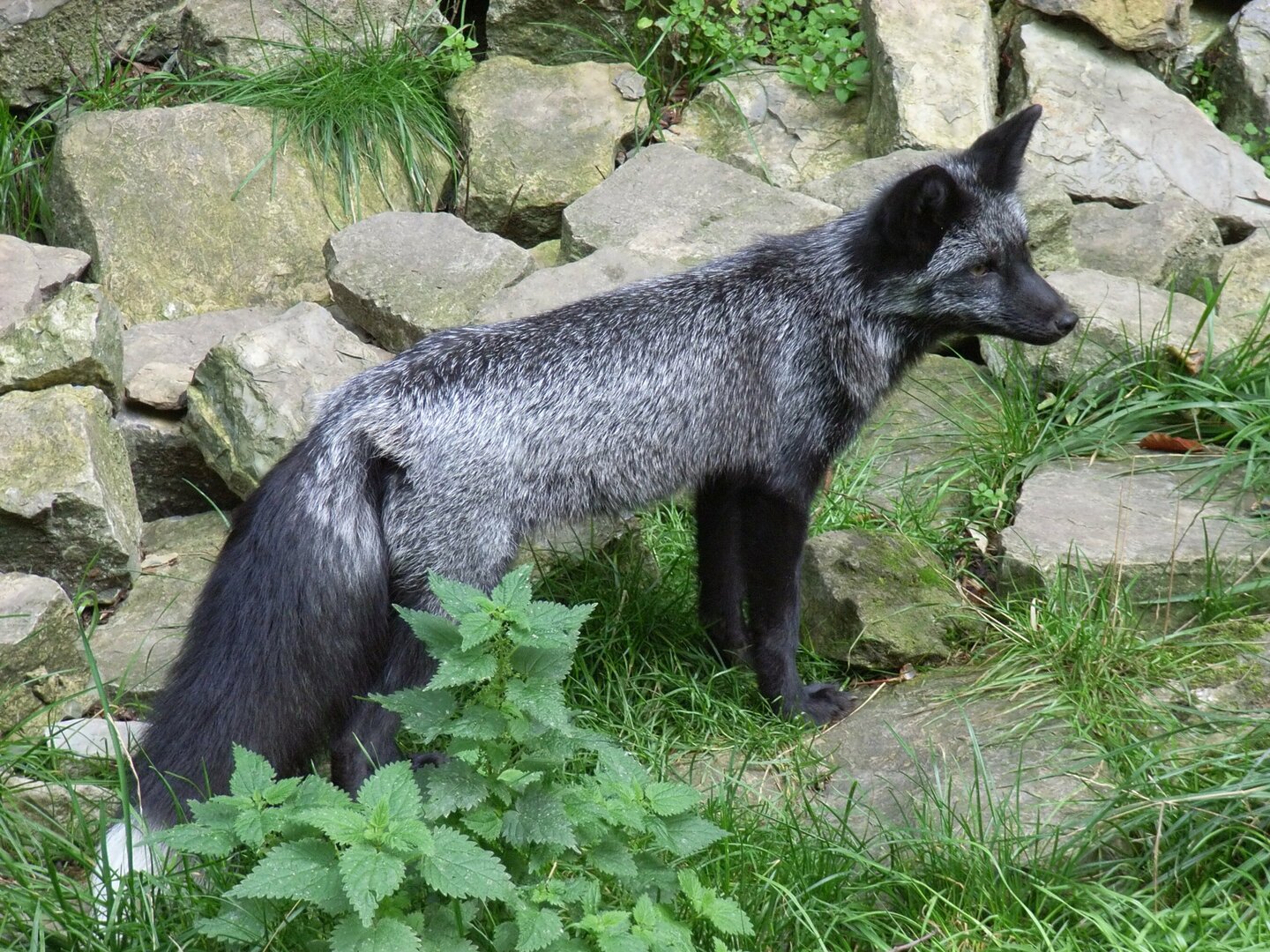 SilverFox.thumb.jpg.076ac3b9eee046349186f11f9c628683.jpg