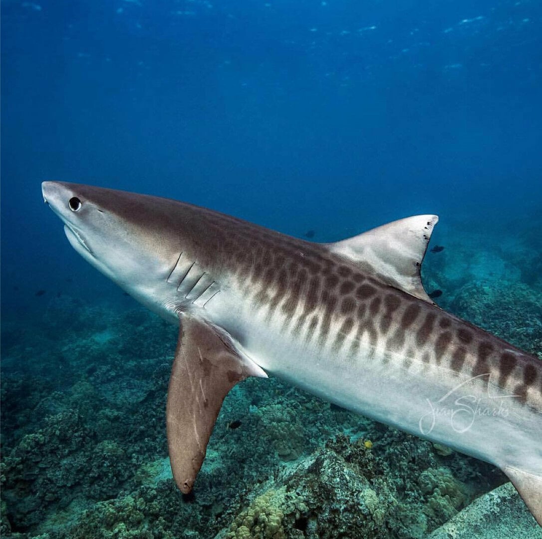 Tiger-shark-GN.thumb.jpg.39552328b2130616c8022e3d27a9479f.jpg