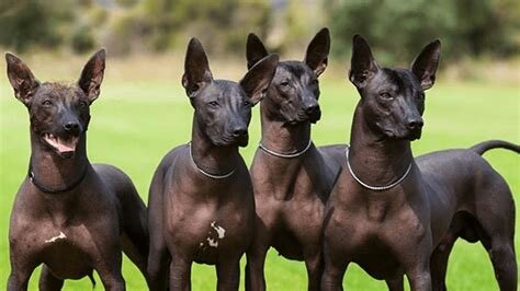 1260506973_HairlessDogs.jpg.d48ed4111fe68a24782f1417771356d3.jpg