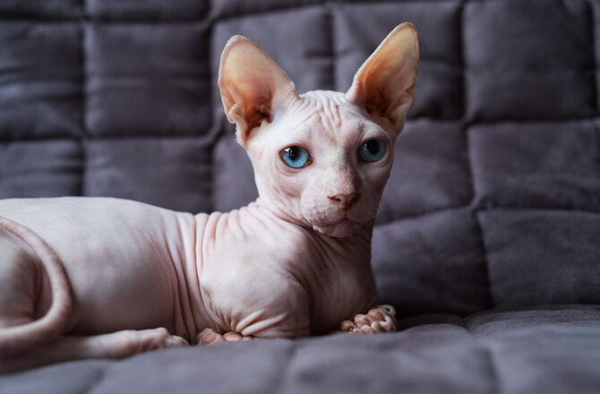 Sphinx.jpg.1f80d35ce39dda2bd06be93c81a9a29c.jpg