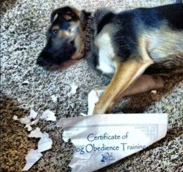 dog-certificate-og-obedience-training.jpg