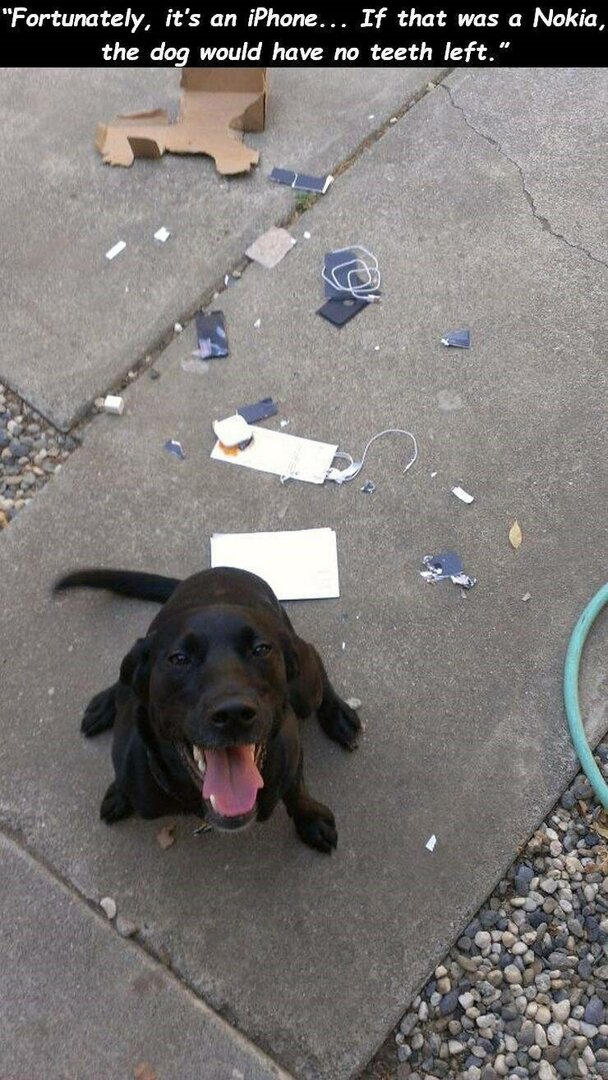 dog-fortunately-s-an-iphone-if-dog-would-have-no-teeth-left-nokia.jpg