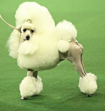minipoodle.jpg